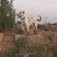 سگ سراب پژدر
