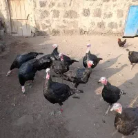 10عدد بوقلمون نر|حیوانات مزرعه|بازرگان, |دیوار