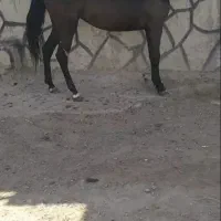 اسب‌ مادیان‌ عرب|اسب و تجهیزات اسب‌سواری|زنجانرود, |دیوار