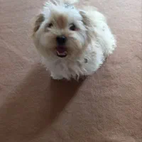 شیتزو ۵ماهه