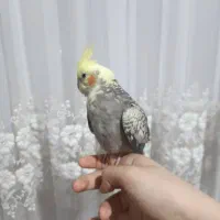 عروس هلندی گمشده