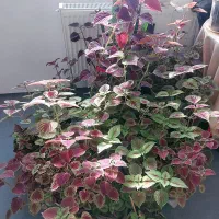 گل حسن یوسف سرحال پرریشه برای هدیه دادن عالیه|گل و گیاه طبیعی|گلبهار, شهر جدید گلبهار|دیوار