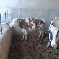 گاو زایده با گوساله