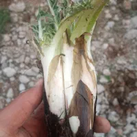 کنگر درجه یک فقط فقط 65