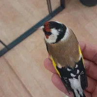 سهره ماده ۷عدد