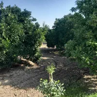 باغ پرتقال|فروش دفتر صنعتی، کشاورزی، تجاری|کیاکلا, |دیوار