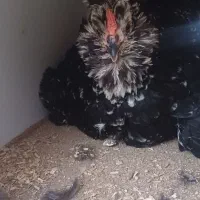 مرغ خروس گلین|حیوانات مزرعه|جیرفت, |دیوار