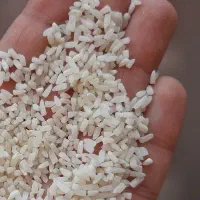 برنج لاشه ، طارم