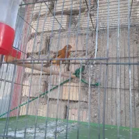 قناری سرخ مس