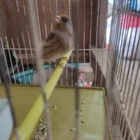 سهره قناری نر|پرنده|ملایر, |دیوار