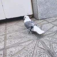 کبوتر|اسباببازی|شاهرود, |دیوار