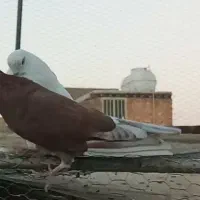 کبوتر کفتر گمشده|حیوانات|اصفهان, دوطفلان|دیوار