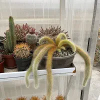 کاکتوس نایاب دم‌ روباهی بالغ