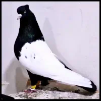 جوجه سینه سیاه