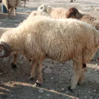 معا وضه قوچ با بز