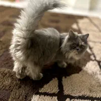 گربه ماده پرشین تربیت شده