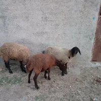 سه بره ماده درشت