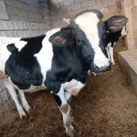 یک گاونربرای فروش