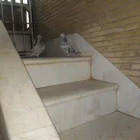 کفتر|پرنده|قم, باغ پنبه|دیوار