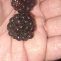 تمشک