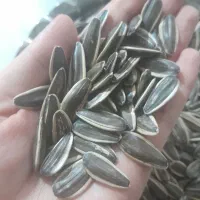 تخمه آفتابگردان تازه