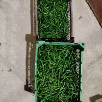 فلفل شمشیری تنددرجه یک|عمدهفروشی|جهرم, |دیوار