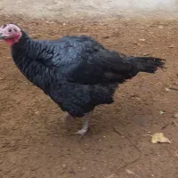 عرض سلام دوعدد بوقلمون ماده ۳۰۰۰۰۰۰ملیون