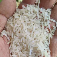 برنج و لاشه و نیم دانه فجر سوزنی عطری|خوردنی و آشامیدنی|گنبد کاووس, |دیوار