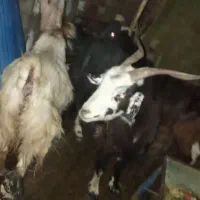 سلام بزه شول آباده چاق چاق