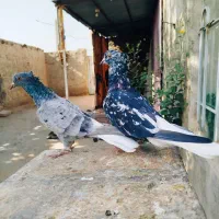 کبوترسارهفرنگ دمسفید14دم سینه سیاه کله رنگه طوقی|پرنده|مشهد, موسوی قوچانی|دیوار