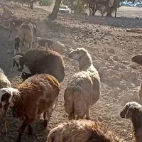 گوسفند.|حیوانات مزرعه|یاسوج, |دیوار