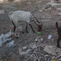 بز صلاله