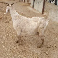 بز پاکستانی بشرط دوقلوزا|حیوانات مزرعه|کازرون, |دیوار