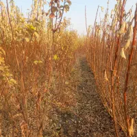 نهالستان|حراج|خسروشاه, |دیوار