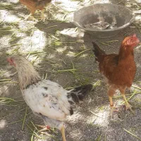 مرغ وخروس مناسب قربانی