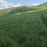 بذر گندم افتاب