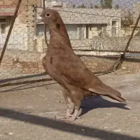 پلنگ.ریش . کرمانی . سرخ .آلمانی