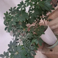 ۳ عدد گل با گلدون سفالی نو نو