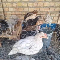 فروش جوجه