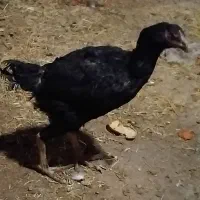 مرغ وخروس لاری