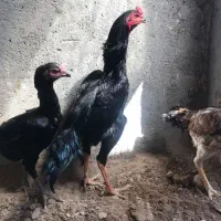 جوجه لاری مرغ و خروس اوشامو یه تیغ مشکی المان