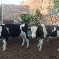 گوساله