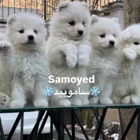 پرورش تخصصی سامویید اصیل بازدید حضوری و شناسنامه
