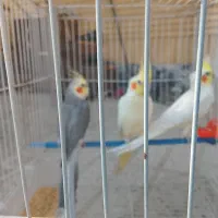 عروس هلندی|پرنده|مشهد, ادیب نیشابوری (شهرک غرب)|دیوار