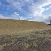 کاه گندم دیم