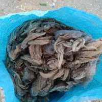 پشم گوسفند