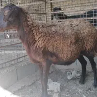 فروش یک گوسفند ماده