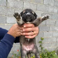 نیازمند سرپرست حیوانات