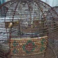 جوجه سهره قناری خاکی