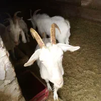 بره نر